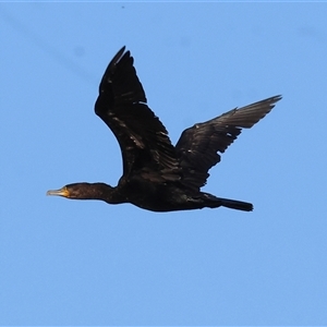 Phalacrocorax carbo at Wodonga, VIC - 21 Dec 2024