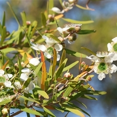 Leptospermum obovatum (River Tea Tree) at Wodonga, VIC - 21 Dec 2024 by KylieWaldon