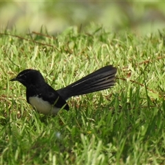 Rhipidura leucophrys (Willie Wagtail) at Chatsworth, QLD - 30 Aug 2024 by Gaylesp8