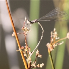 Unidentified Damselfly (Zygoptera) at Wodonga, VIC - 20 Dec 2024 by KylieWaldon