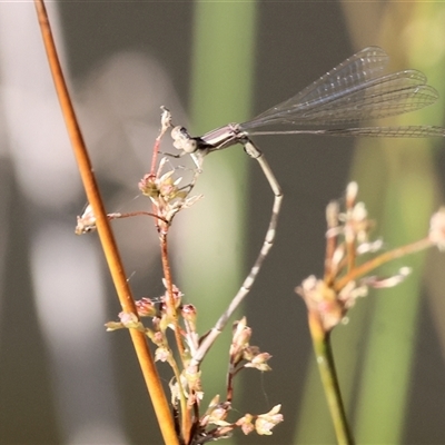 Rhadinosticta simplex (Powdered Wiretail) at Wodonga, VIC - 21 Dec 2024 by KylieWaldon