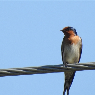 Hirundo neoxena (Welcome Swallow) at Chatsworth, QLD - 30 Aug 2024 by Gaylesp8