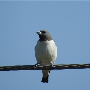 Artamus leucorynchus at Chatsworth, QLD - 30 Aug 2024