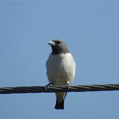 Artamus leucorynchus (White-breasted Woodswallow) at Chatsworth, QLD - 30 Aug 2024 by Gaylesp8