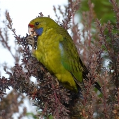 Platycercus caledonicus (Green Rosella) at Mount Stuart, TAS - 11 Feb 2022 by VanessaC