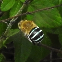 Amegilla (Zonamegilla) asserta (Blue Banded Bee) at Wanniassa, ACT - 21 Dec 2024 by JohnBundock