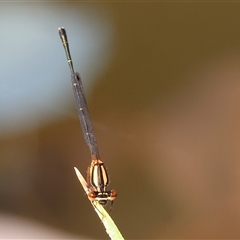 Nososticta solida at Wodonga, VIC - 21 Dec 2024 07:30 AM