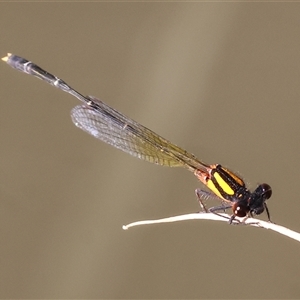 Nososticta solida at Wodonga, VIC - 21 Dec 2024 07:30 AM