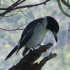 Cracticus torquatus (Grey Butcherbird) at Coles Bay, TAS - 6 Mar 2015 by VanessaC