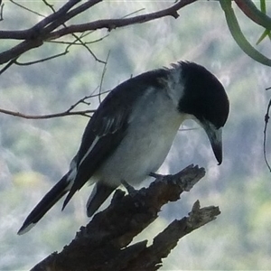 Cracticus torquatus at Coles Bay, TAS - 6 Mar 2015 05:25 PM