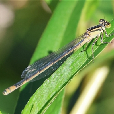 Ischnura heterosticta at Wodonga, VIC - 20 Dec 2024 by KylieWaldon