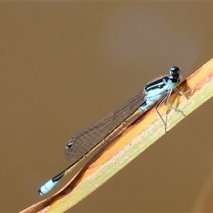 Ischnura heterosticta at Wodonga, VIC - 21 Dec 2024 07:48 AM