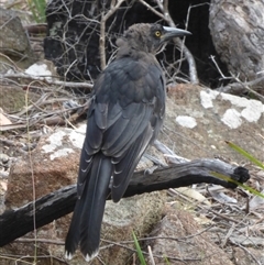 Strepera versicolor (Grey Currawong) at West Hobart, TAS - 31 Jan 2024 by VanessaC