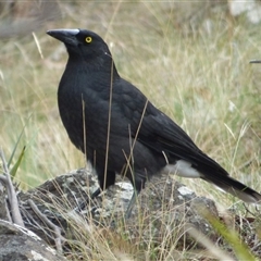 Strepera versicolor (Grey Currawong) at Mount Stuart, TAS - 30 Mar 2023 by VanessaC