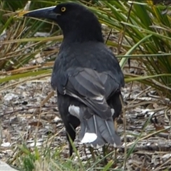 Strepera versicolor (Grey Currawong) at Rosny, TAS - 25 May 2023 by VanessaC