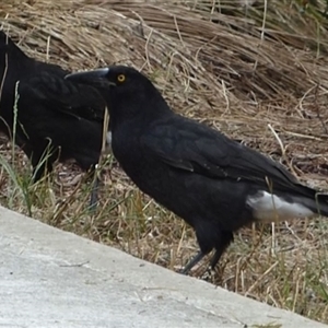 Strepera versicolor at Rosny, TAS - 25 May 2023