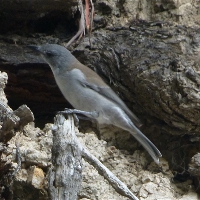 Colluricincla harmonica (Grey Shrikethrush) at Ridgeway, TAS - 5 Apr 2015 by VanessaC