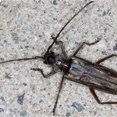 Pachydissus sericus at Melba, ACT - 20 Dec 2024