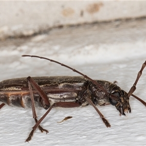 Pachydissus sericus at Melba, ACT - 20 Dec 2024