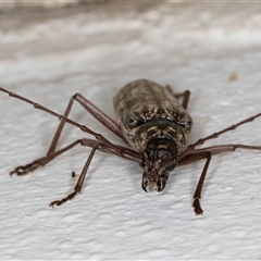 Pachydissus sericus at Melba, ACT - 20 Dec 2024