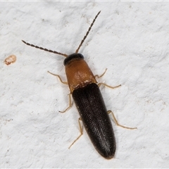 Unidentified Click beetle (Elateridae) at Melba, ACT - 20 Dec 2024 by kasiaaus