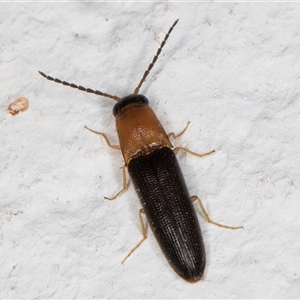 Elateridae sp. (family) at Melba, ACT - 20 Dec 2024