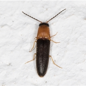 Elateridae sp. (family) at Melba, ACT - 20 Dec 2024