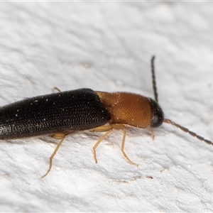 Elateridae sp. (family) at Melba, ACT - 20 Dec 2024