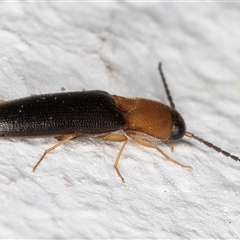 Elateridae sp. (family) at Melba, ACT - 20 Dec 2024