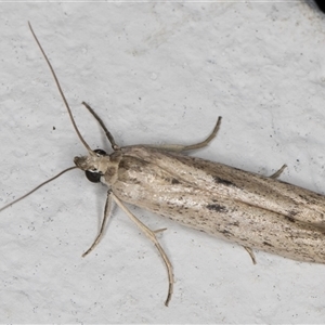 Phycitodes melanosticta at Melba, ACT - 20 Dec 2024