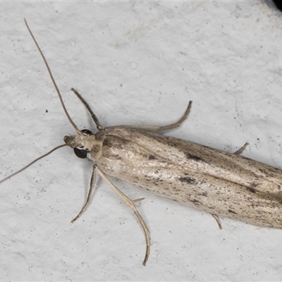 Phycitodes melanosticta (A Pyralid moth (Phycitinae) at Melba, ACT - 20 Dec 2024 by kasiaaus