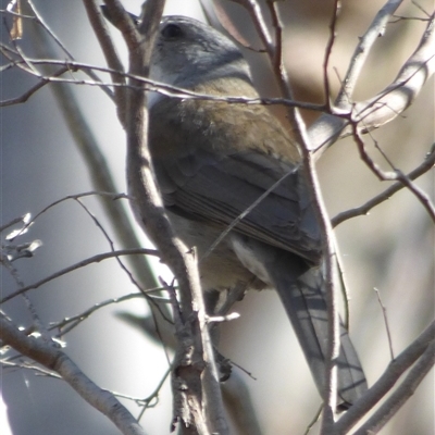 Colluricincla harmonica (Grey Shrikethrush) at West Hobart, TAS - 6 Dec 2023 by VanessaC