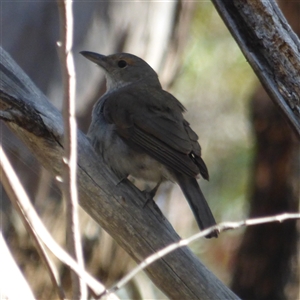 Colluricincla harmonica at West Hobart, TAS - 6 Dec 2023 05:06 PM