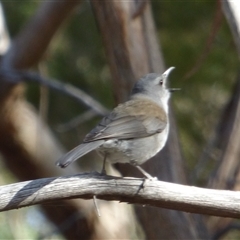 Colluricincla harmonica at West Hobart, TAS - 6 Dec 2023 05:06 PM