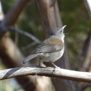 Colluricincla harmonica at West Hobart, TAS - 6 Dec 2023 05:06 PM