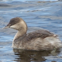 Poliocephalus poliocephalus (Hoary-headed Grebe) at Lindisfarne, TAS - 20 Jul 2023 by VanessaC