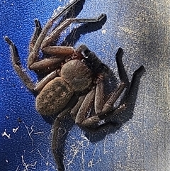 Delena cancerides (Social huntsman spider) at Wollogorang, NSW - 19 Dec 2024 by AaronClausen