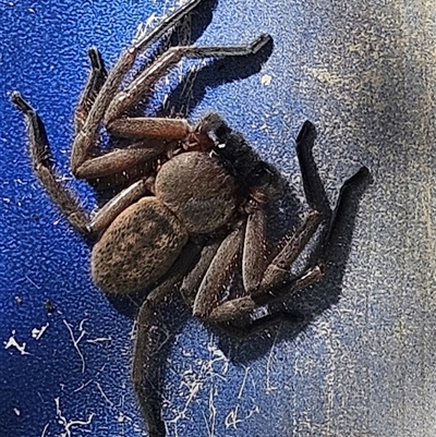 Delena cancerides (Social huntsman spider) at Wollogorang, NSW - 20 Dec 2024 by AaronClausen