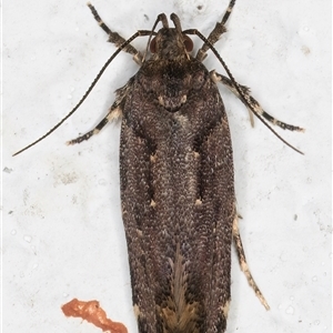 Macrobathra nephelomorpha (A curved-horn moth) at Melba, ACT by kasiaaus