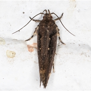 Macrobathra nephelomorpha at Melba, ACT - 20 Dec 2024 10:19 PM