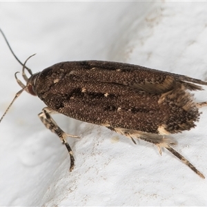 Macrobathra nephelomorpha at Melba, ACT - 20 Dec 2024 10:19 PM