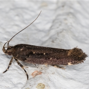 Macrobathra nephelomorpha at Melba, ACT - 20 Dec 2024 10:19 PM