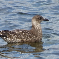 Larus dominicanus (Kelp Gull) at Sandy Bay, TAS - 6 Feb 2023 by VanessaC