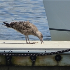 Larus dominicanus at Sandy Bay, TAS - suppressed