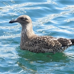 Larus dominicanus at Sandy Bay, TAS - suppressed