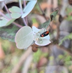 Aporocera (Aporocera) viridipennis (A leaf beetle) at Jingera, NSW - 21 Dec 2024 by clarehoneydove