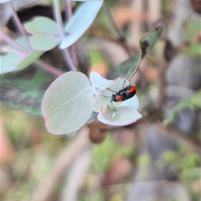 Aporocera (Aporocera) viridipennis (A leaf beetle) at Jingera, NSW - 21 Dec 2024 by clarehoneydove