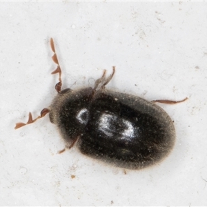 Caenocara (genus) at Melba, ACT - 20 Dec 2024 10:07 PM