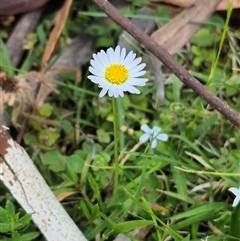 Brachyscome graminea at Jingera, NSW - 21 Dec 2024 by clarehoneydove