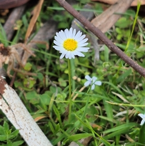 Brachyscome graminea at Jingera, NSW - 21 Dec 2024 02:56 PM